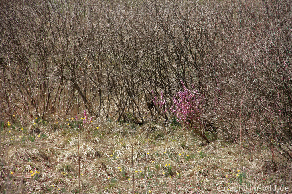 Detailansicht von Seidelbast und Narzissen im Holzwarchetal