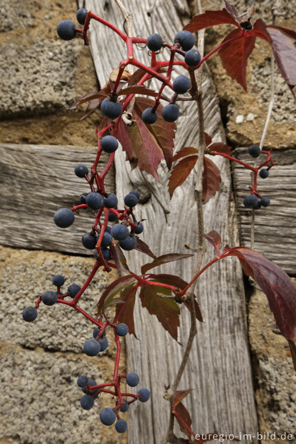 Detailansicht von Selbstkletternde Jungfernrebe, Parthenocissus quinquefolia (Wilder Wein)