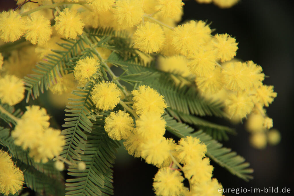 Detailansicht von Silber-Akazie, Acacia dealbata, häufig "Mimose" genannt