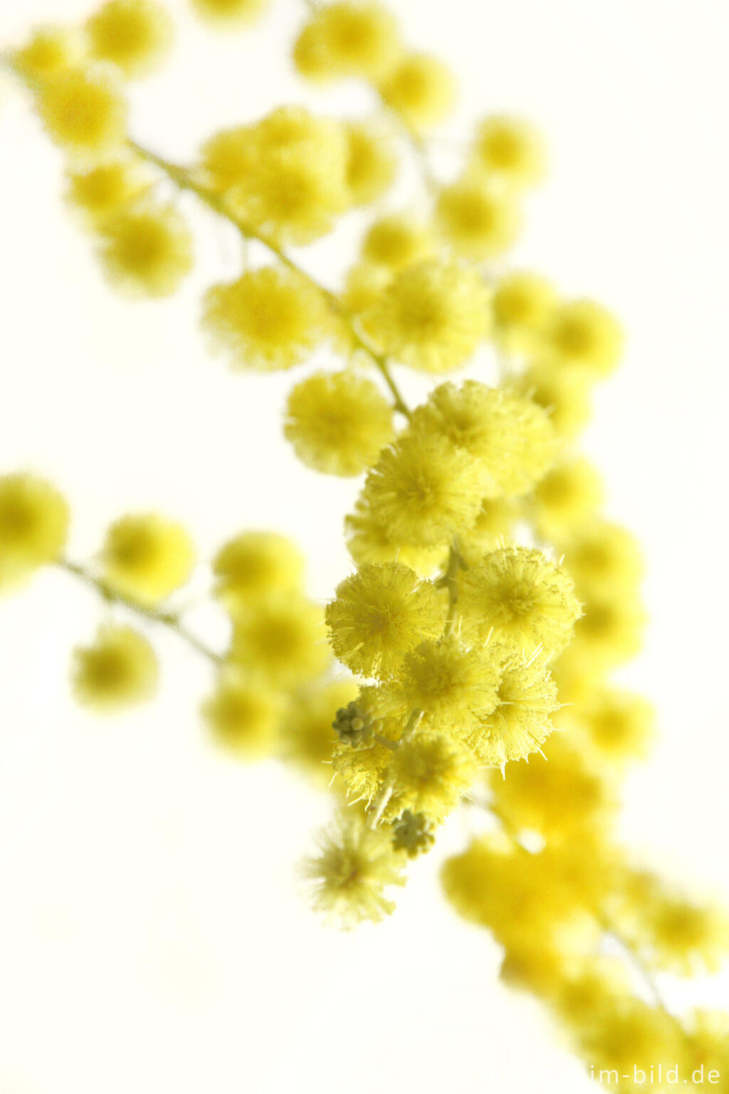 Detailansicht von Silber-Akazie, Acacia dealbata, häufig "Mimose" genannt