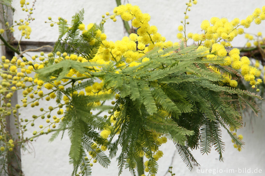 Detailansicht von Silber-Akazie, Acacia dealbata, häufig "Mimose" genannt