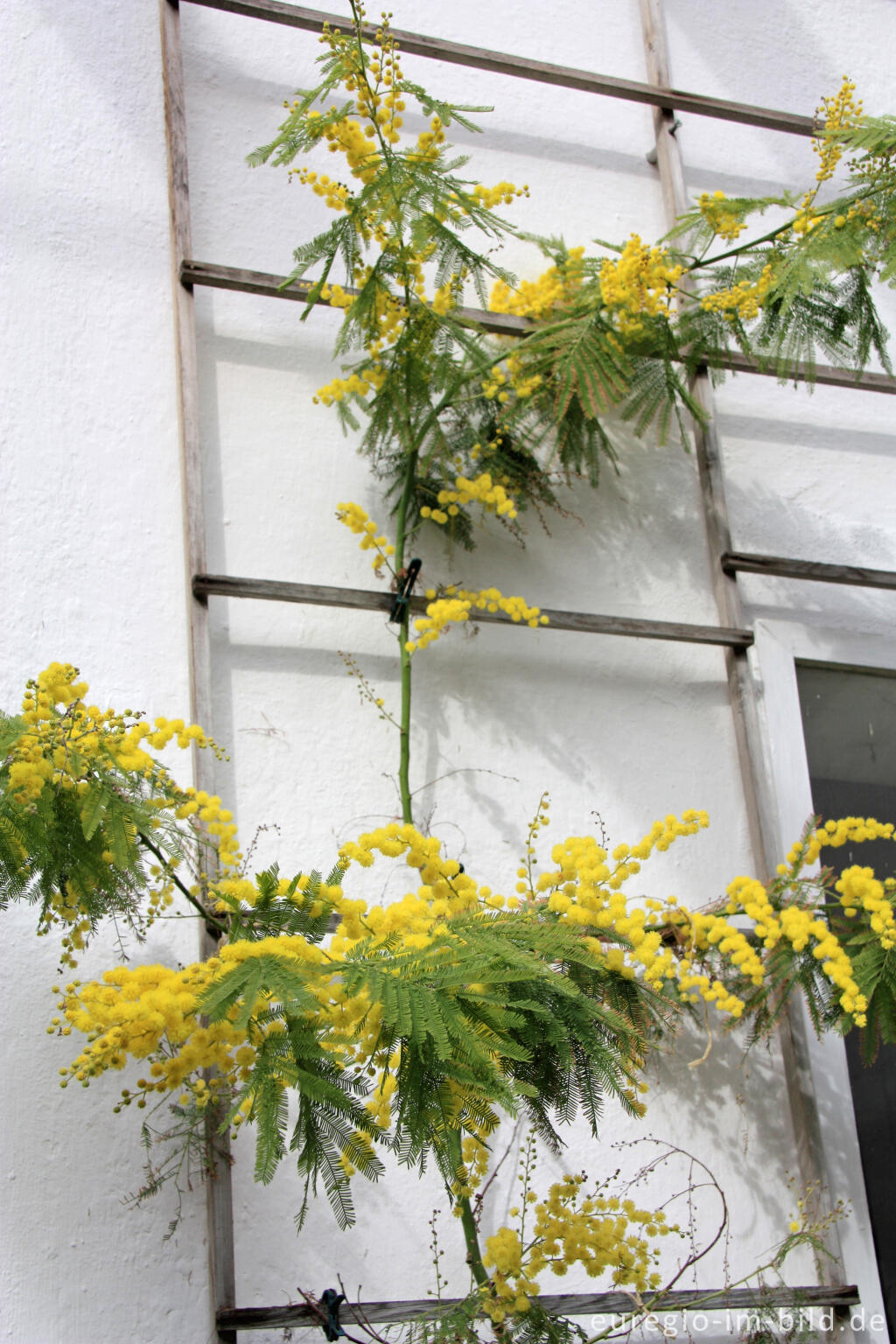 Detailansicht von Silber-Akazie, Acacia dealbata ("Mimose") als Wintergartenpflanze