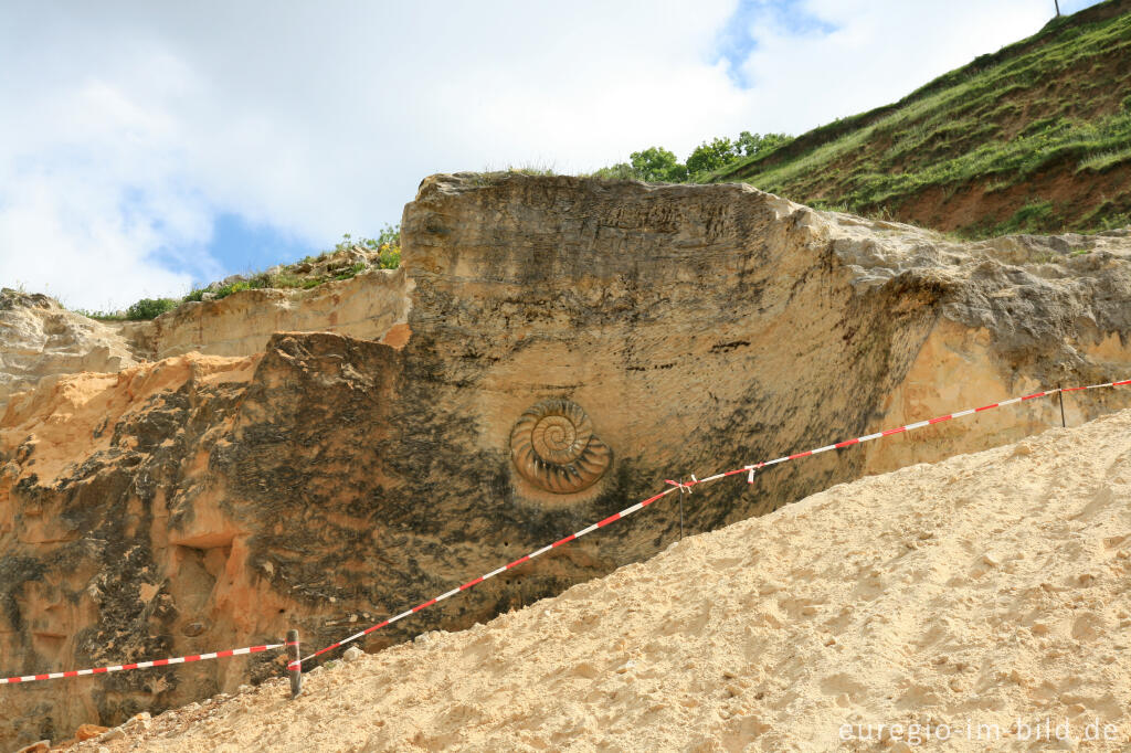 Detailansicht von Skulptur eines Ammoniten in der Mergelgrube ´t Rooth in Südlimburg