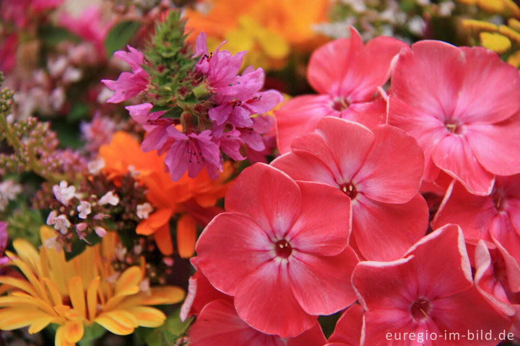 Detailansicht von Sommerblumen