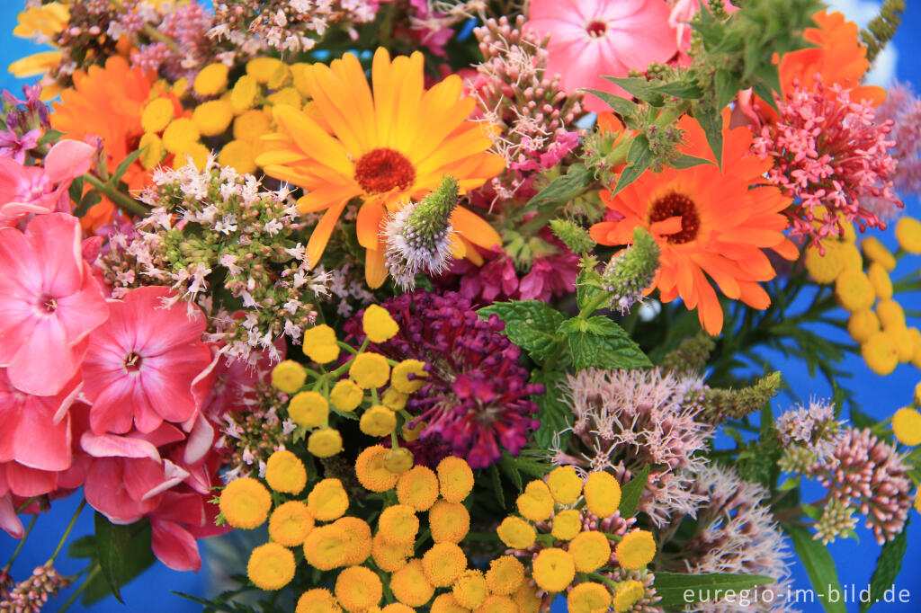 Detailansicht von Sommerblumen