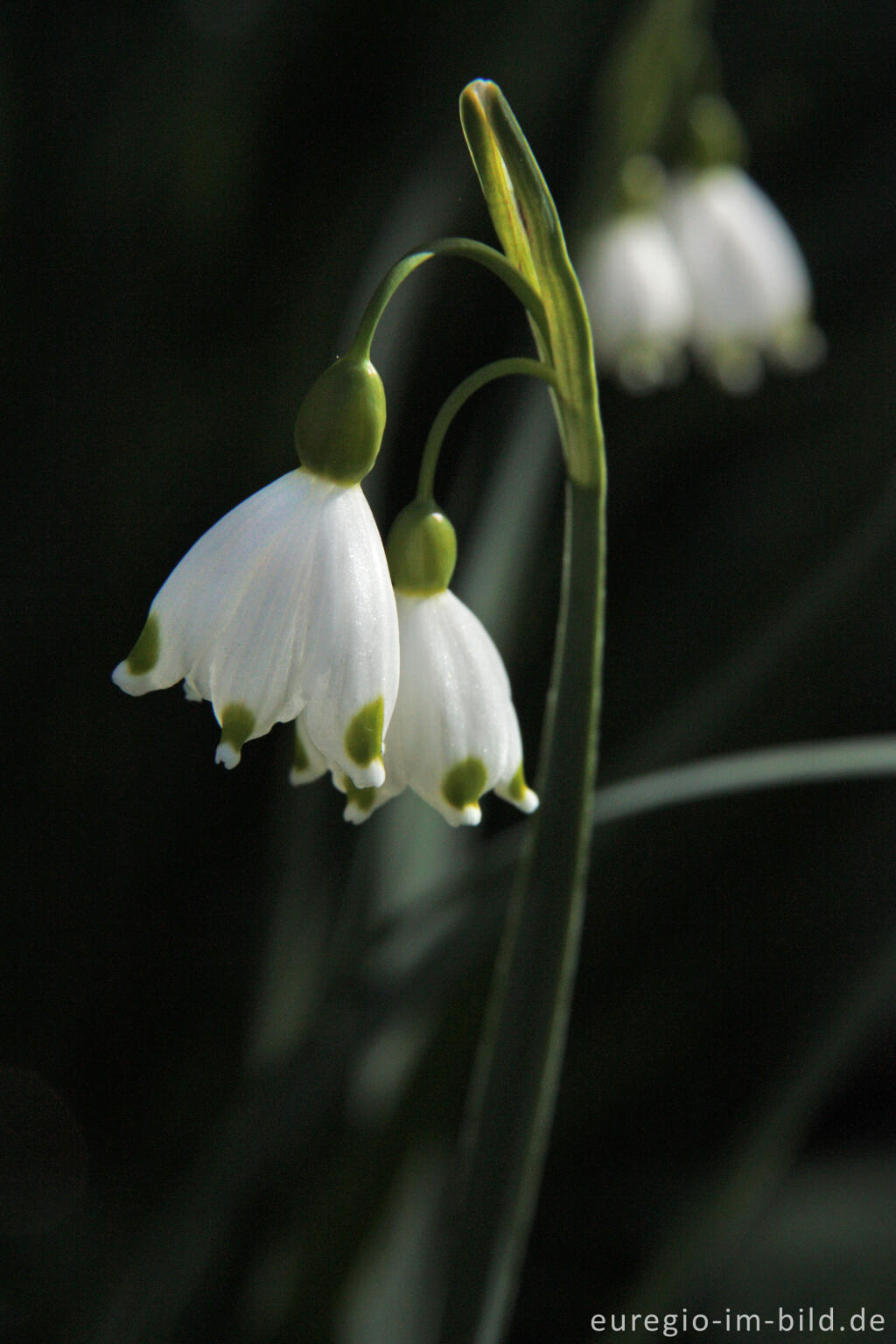 Detailansicht von Sommerknotenblume, Leucojum aestivum