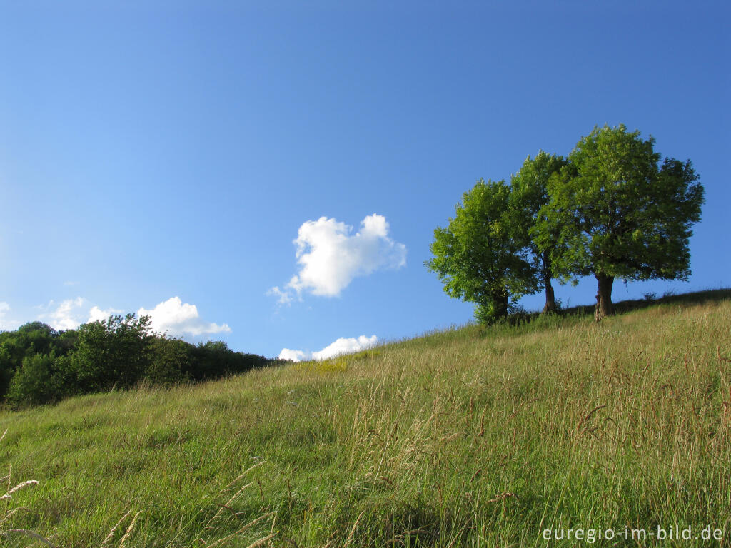 Detailansicht von Sommerliche Wiese bei Eys