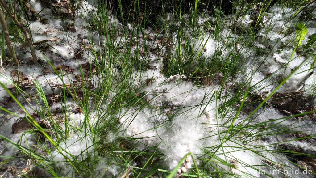 Detailansicht von Sommerschnee - die Samen der Espe