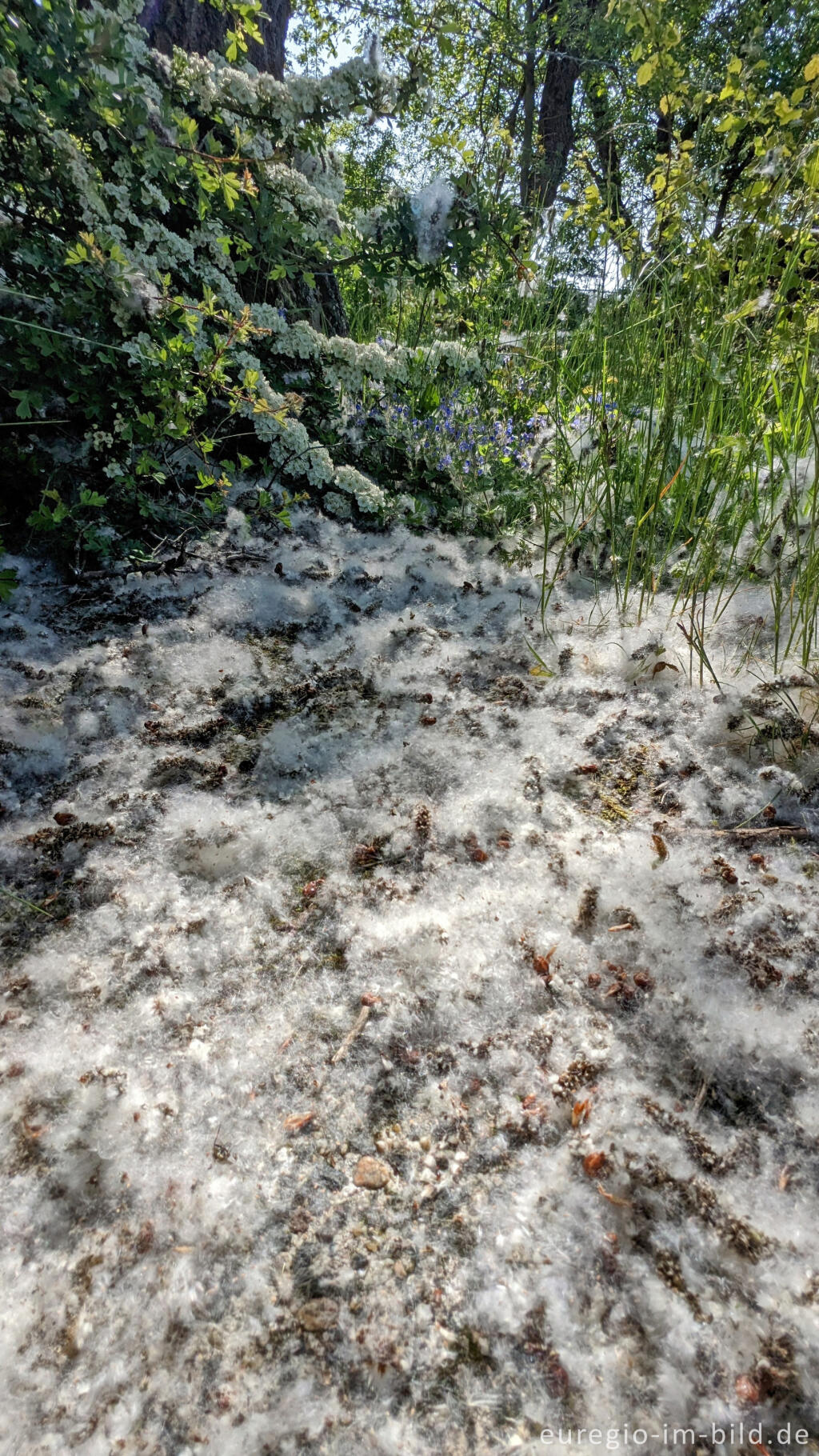 Detailansicht von Sommerschnee - die Samen der Espe