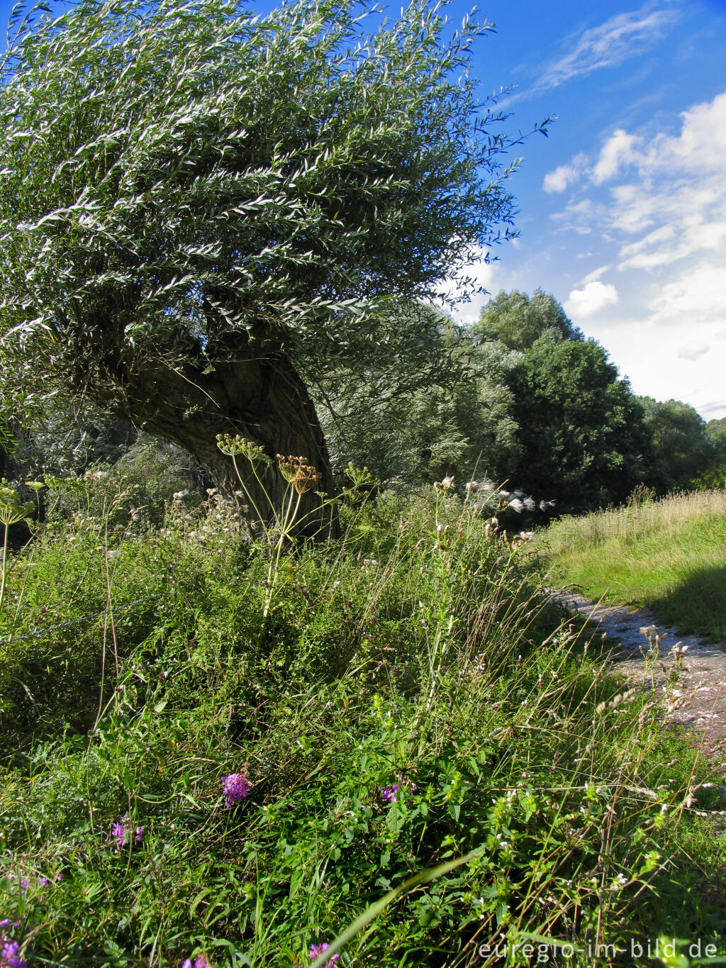 Sommerstimmung am Cranenweyer