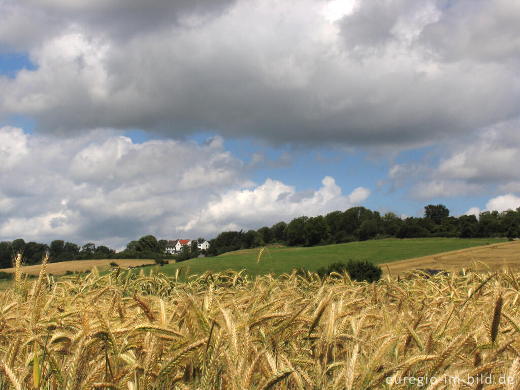 Detailansicht von Sommerstimmung auf dem Schneeberg