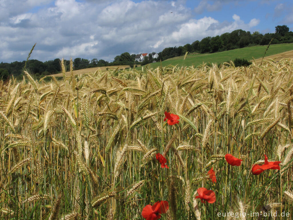 Detailansicht von Sommerstimmung auf dem Schneeberg