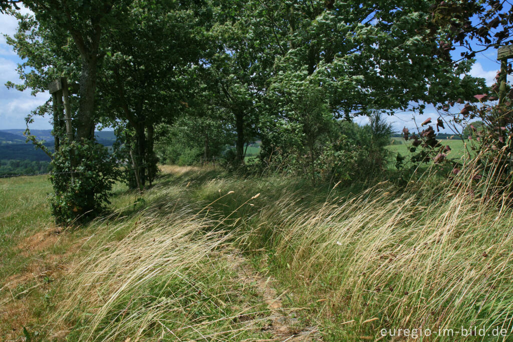 Detailansicht von Sommerstimmung in den Ardennen bei Bellevaux