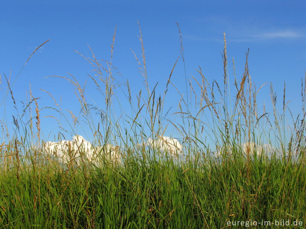 Detailansicht von Sommerwiese bei Eys