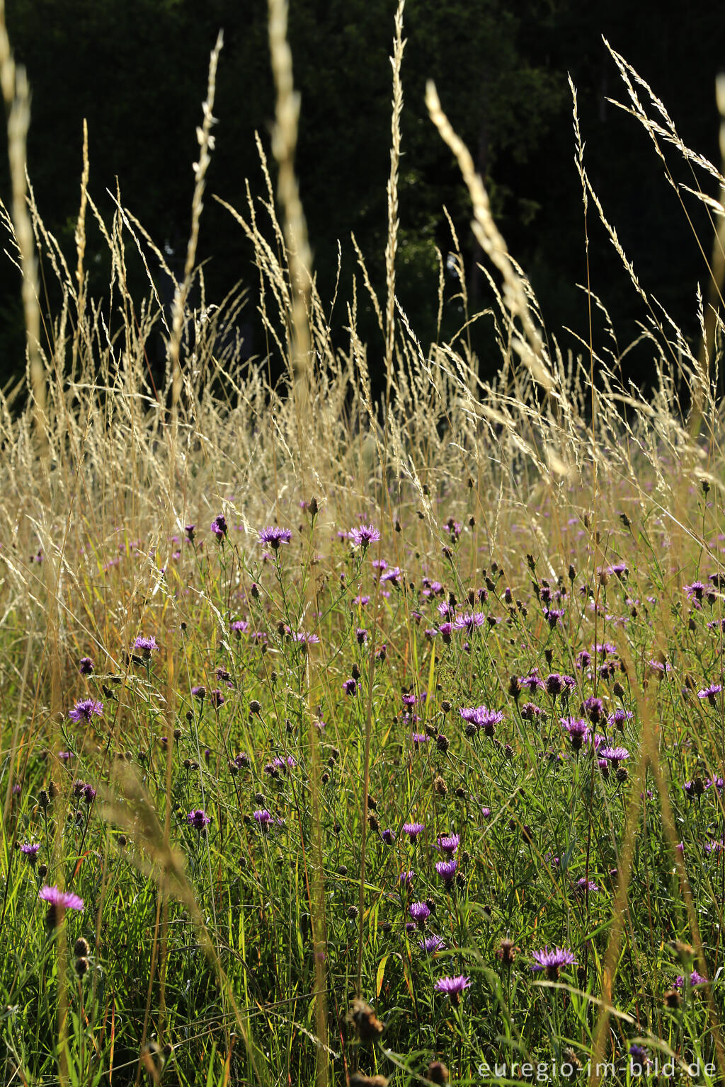 Detailansicht von Sommerwiese mit Wiesen-Flockenblumen