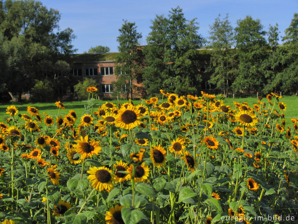 Detailansicht von Sonnenblumen mit Aachener Tuchwerk, Soers bei Aachen