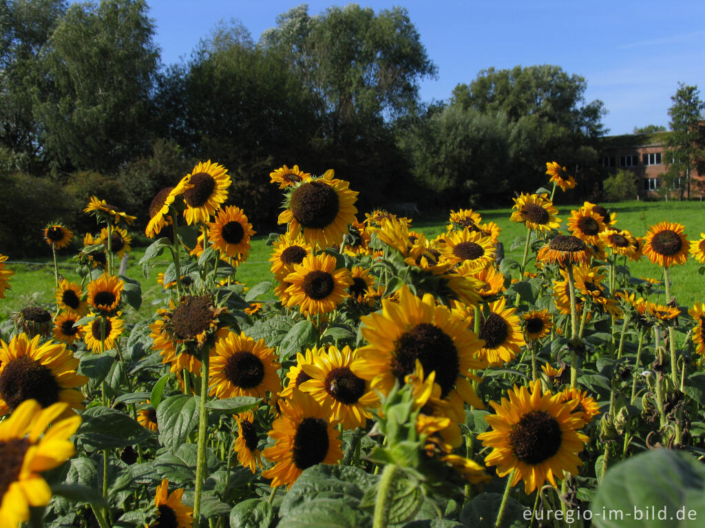 Detailansicht von Sonnenblumen mit Aachener Tuchwerk, Soers bei Aachen