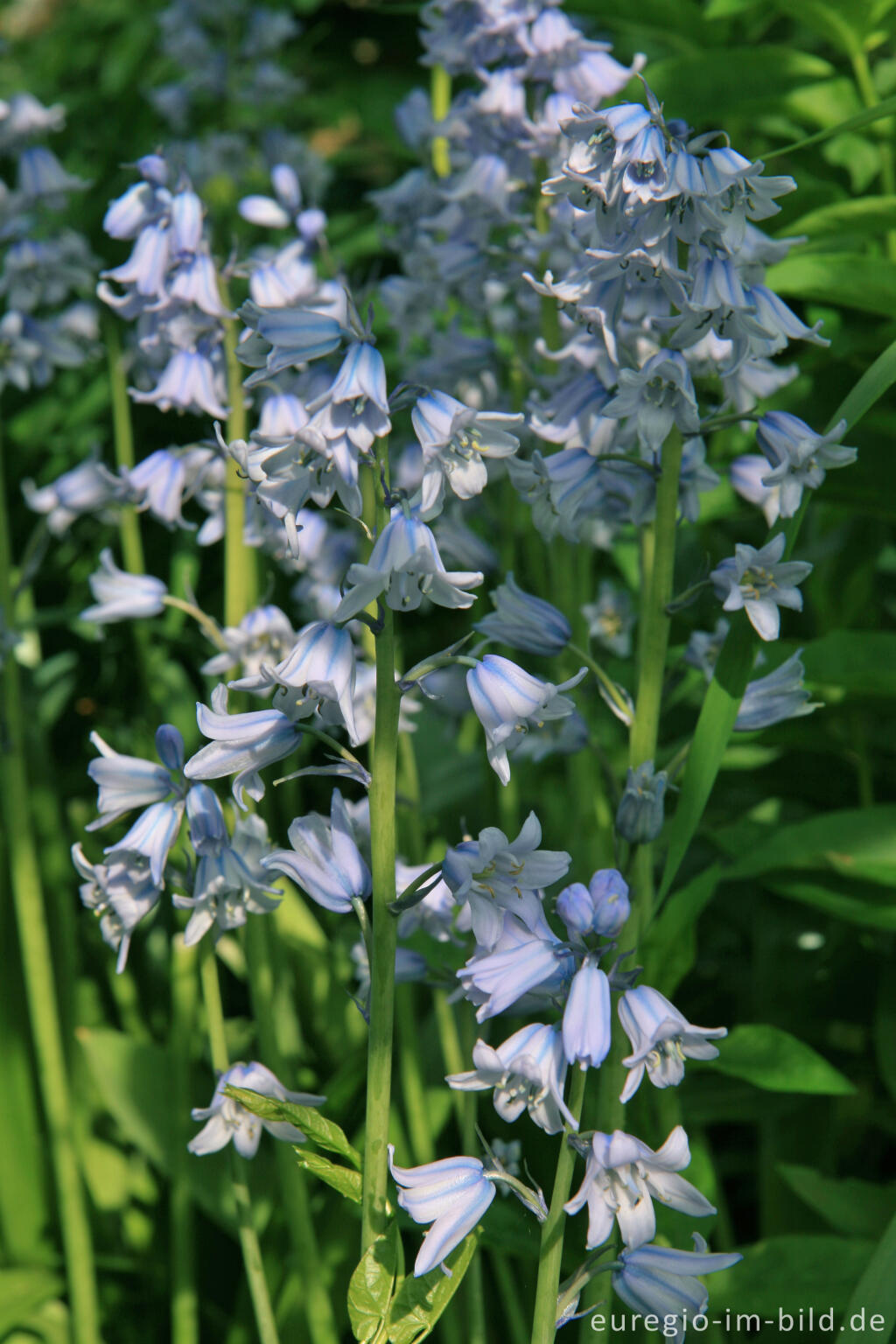 Detailansicht von Spanisches Hasenglöckchen, Hyacinthoides hispanica (Mill.) Rothm.