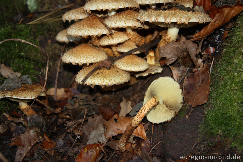 Detailansicht von Sparriger Schüppling, Pholiota squarrosa