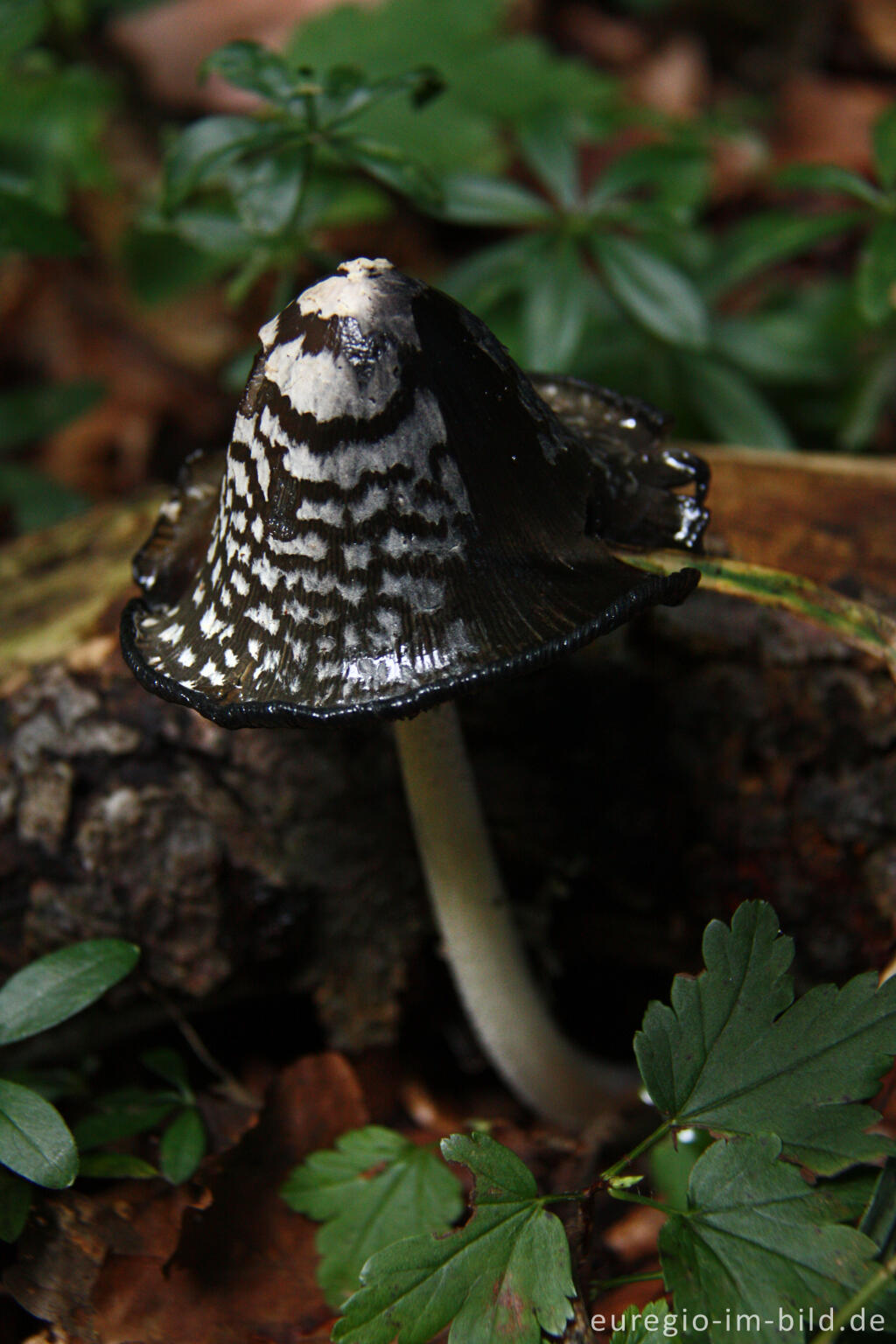 Detailansicht von Spechttintling, Coprinus picaceus