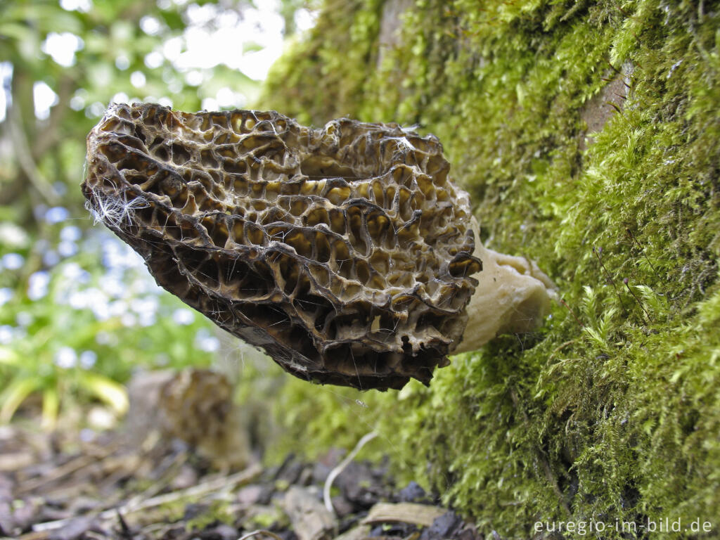 Detailansicht von Spitzmorchel, Morchella elata