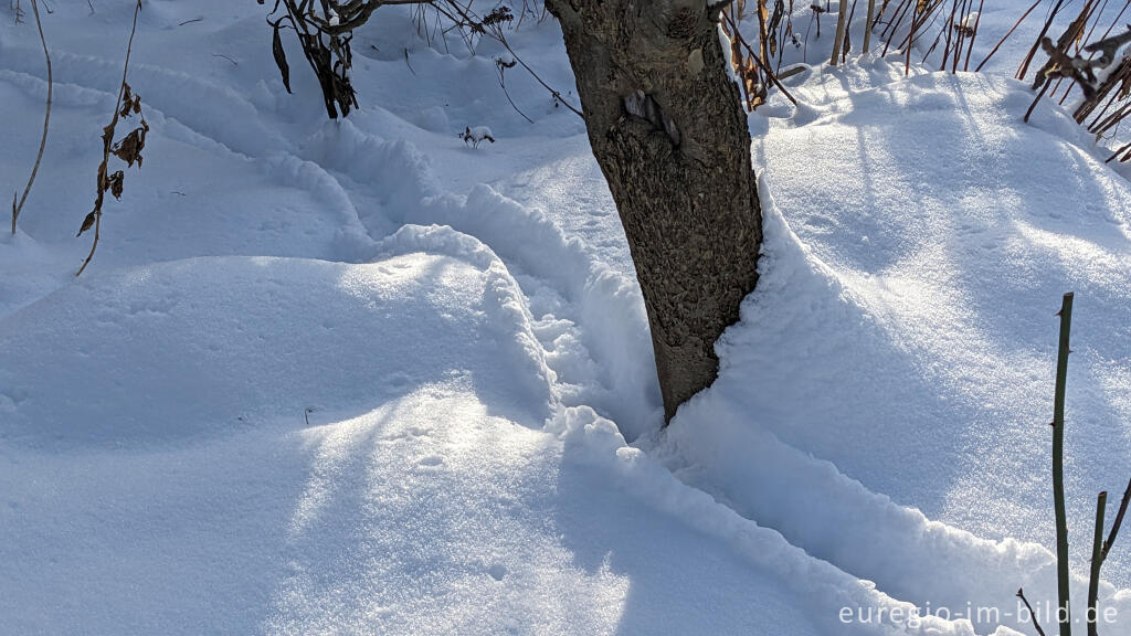 Detailansicht von Spuren eines Igels (?) im Schnee