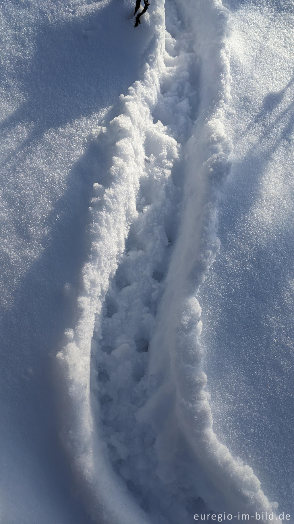 Detailansicht von Spuren eines Igels (?) im Schnee