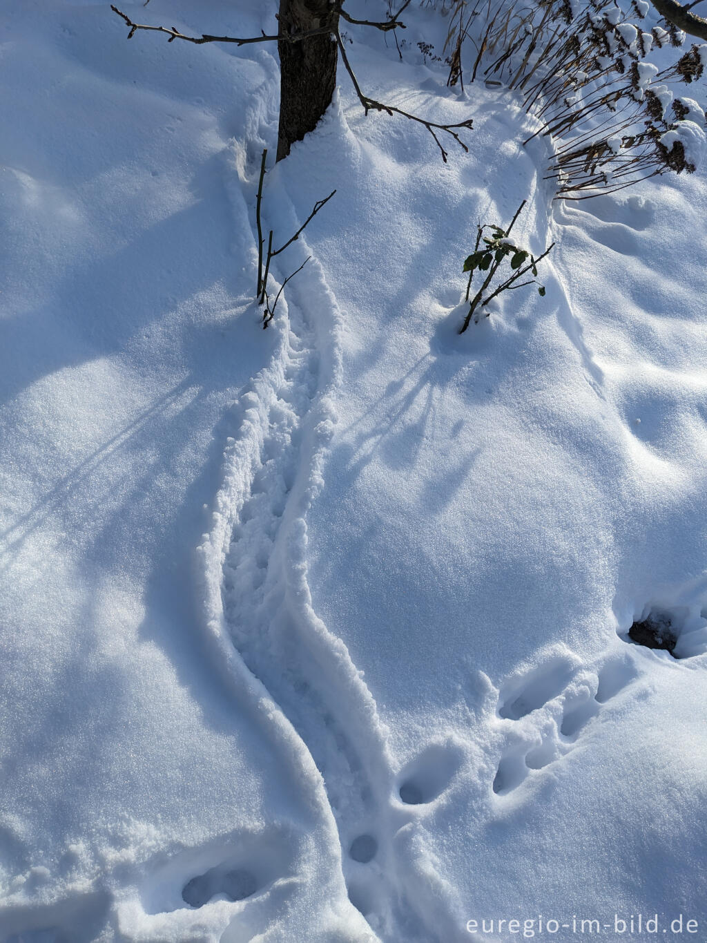 Detailansicht von Spuren eines Igels (?) im Schnee