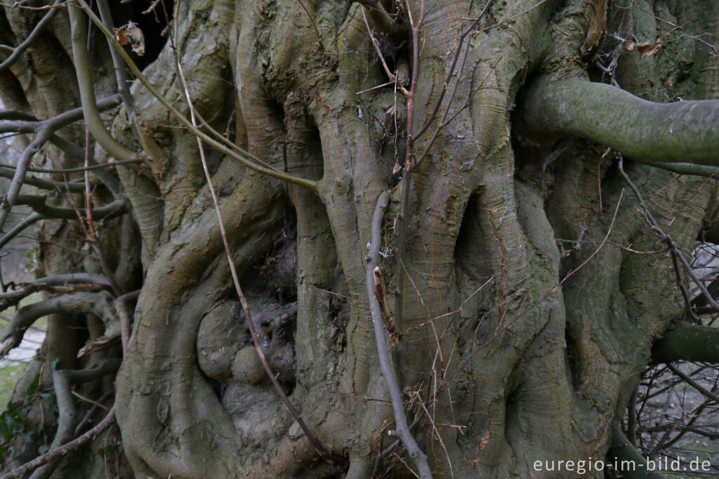 Detailansicht von Stamm einer alten Hainbuche im Naturpark Worm-Wildnis bei Herzogenrath