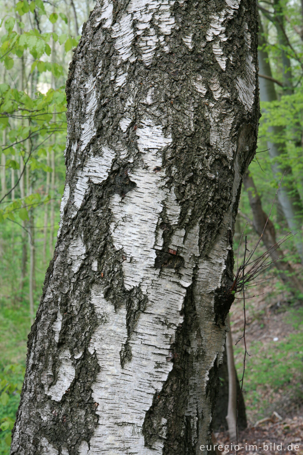 Detailansicht von Stamm einer Birke