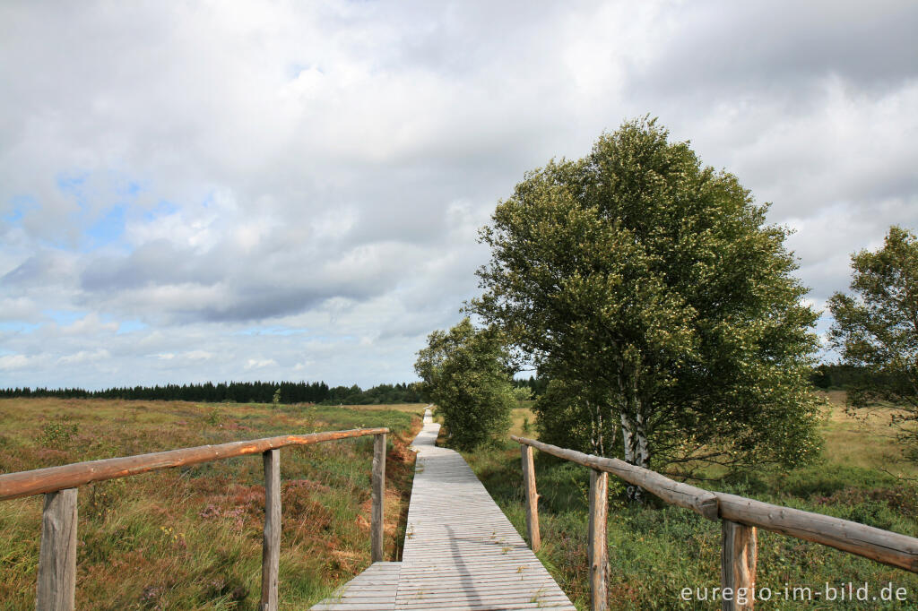 Steg beim Eupener Graben, links Königliches Torfmoor, Brackvenn (Hohes Venn)