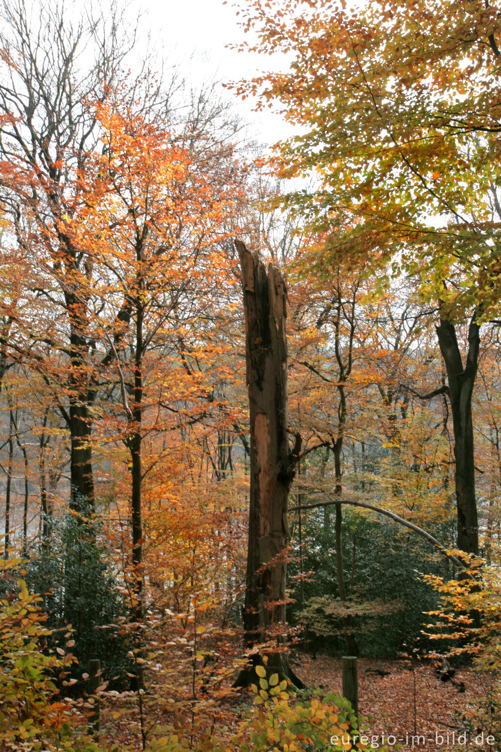 Detailansicht von stehendes Totholz, Dreilägerbach-Talsperre, Eifel