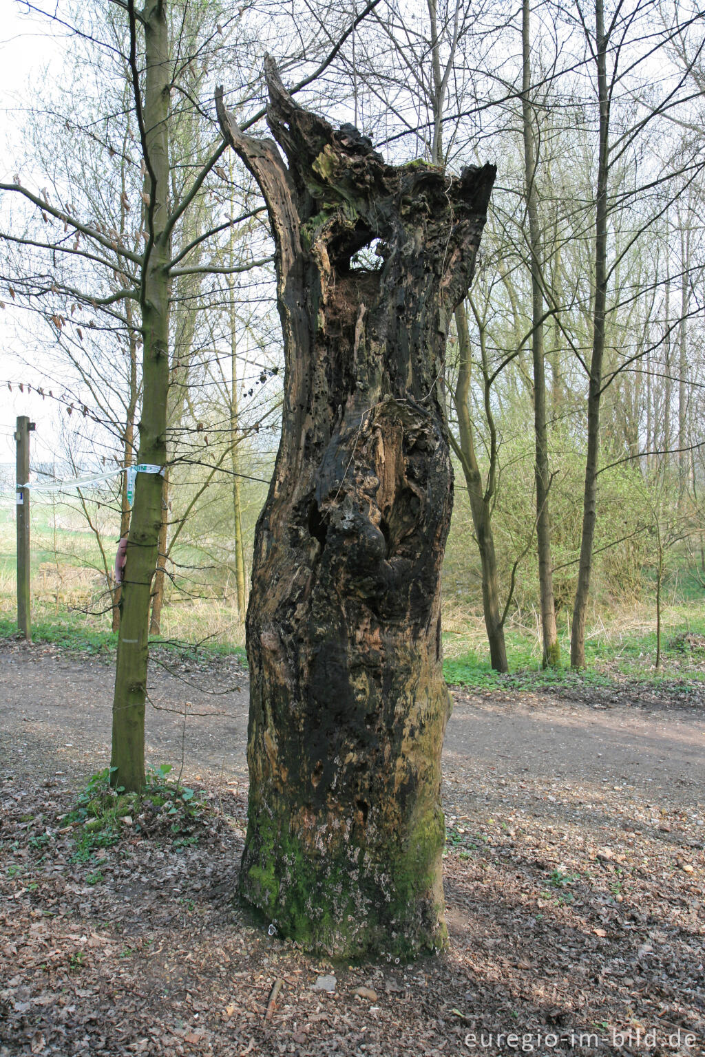 Detailansicht von Stehendes Totholz, Geultal westlich von Valkenburg