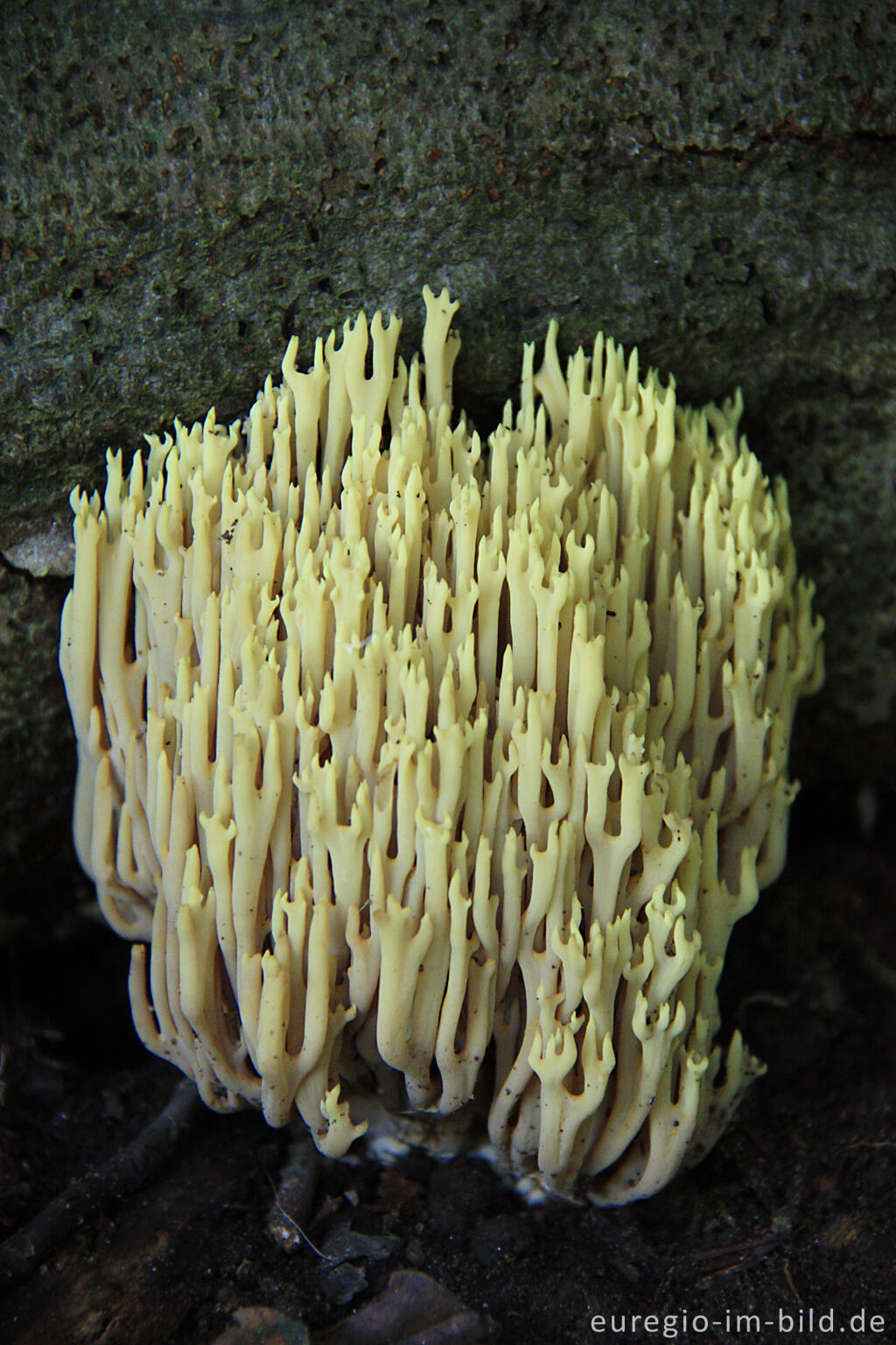 Detailansicht von Steile Koralle, Ramaria stricta