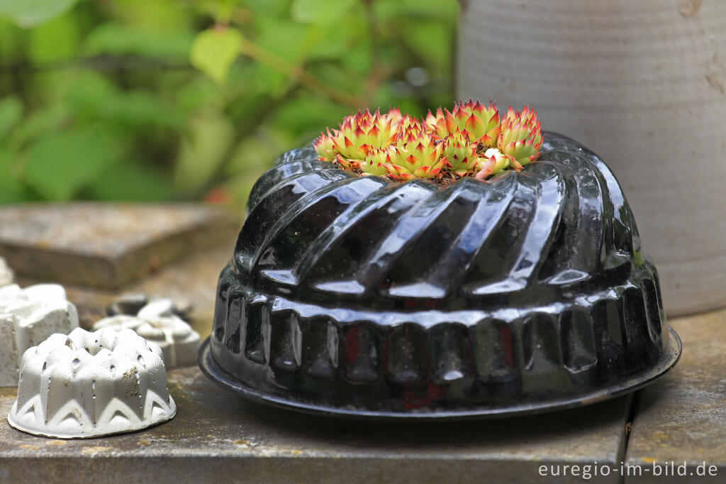 Detailansicht von Steinbrech (Saxifraga) in einer Kuchenform