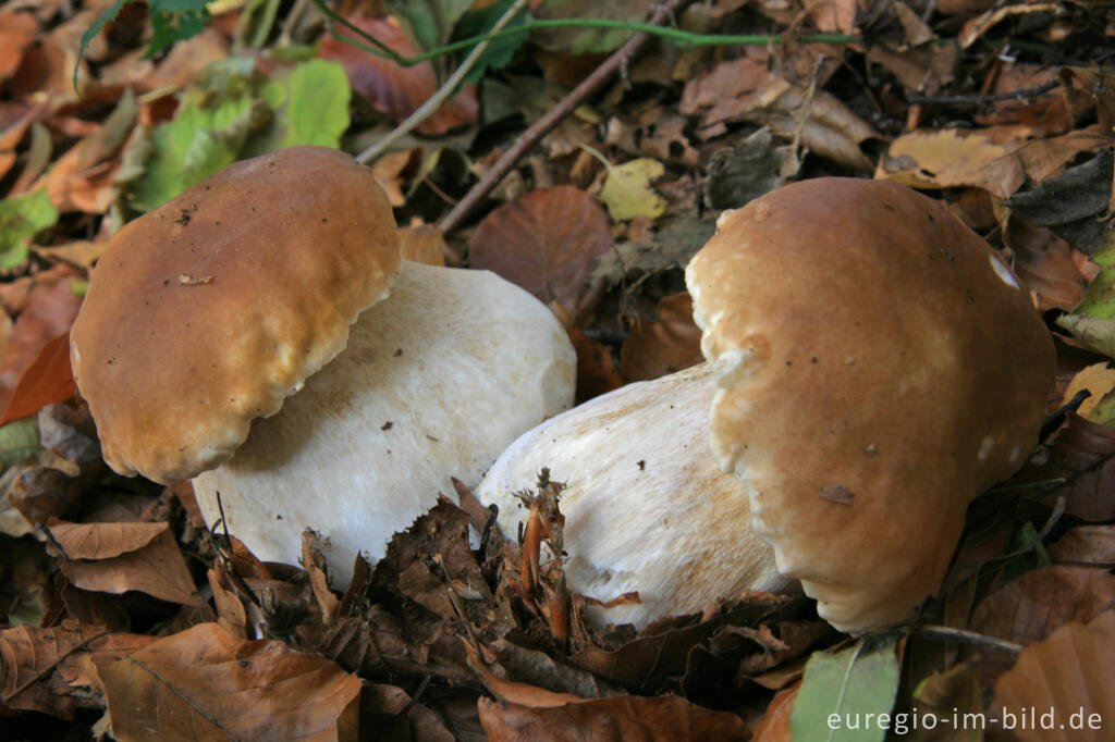 Detailansicht von Steinpilz, Boletus edulis