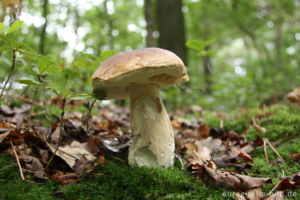 Detailansicht von Steinpilz, Boletus edulis