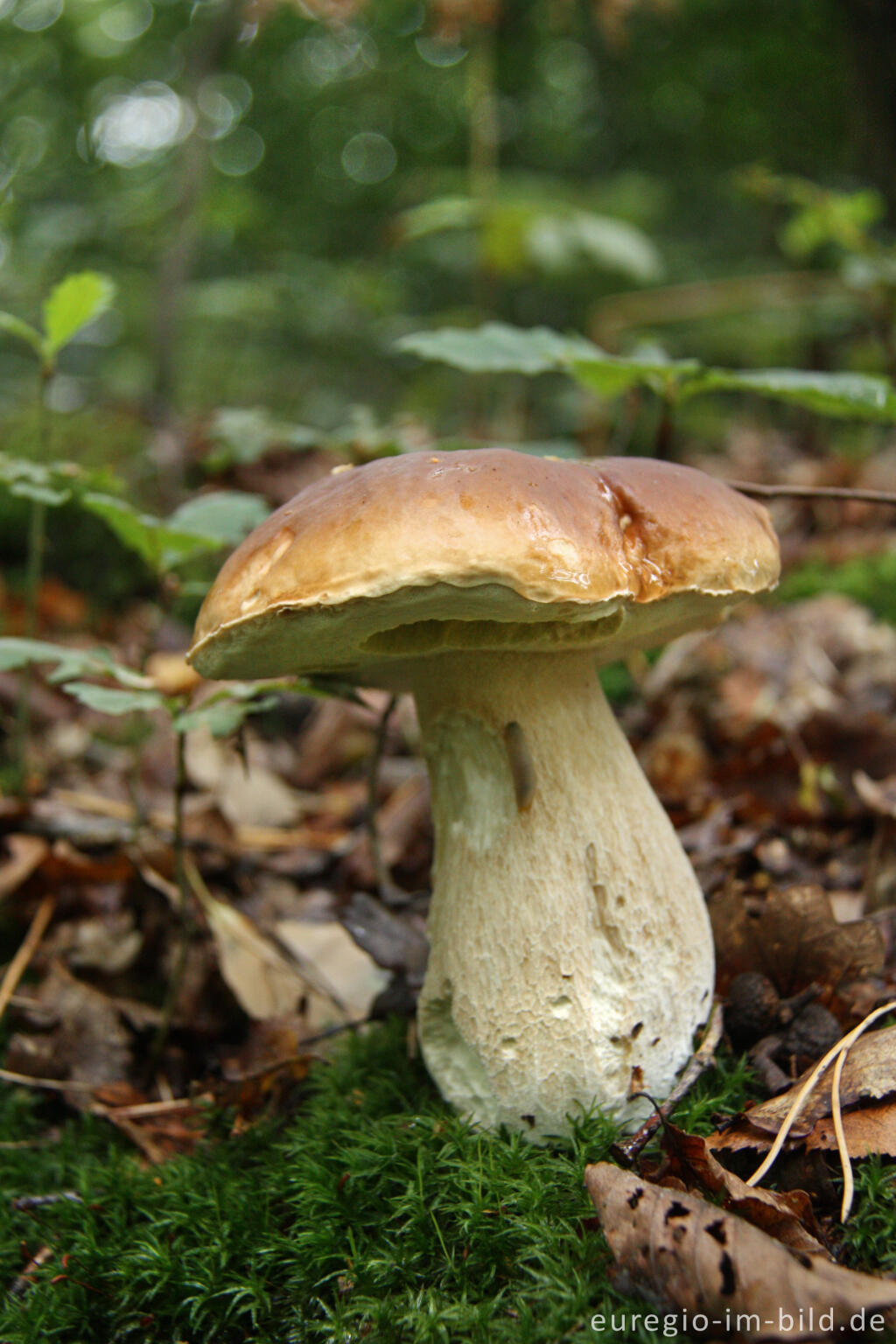 Detailansicht von Steinpilz, Boletus edulis