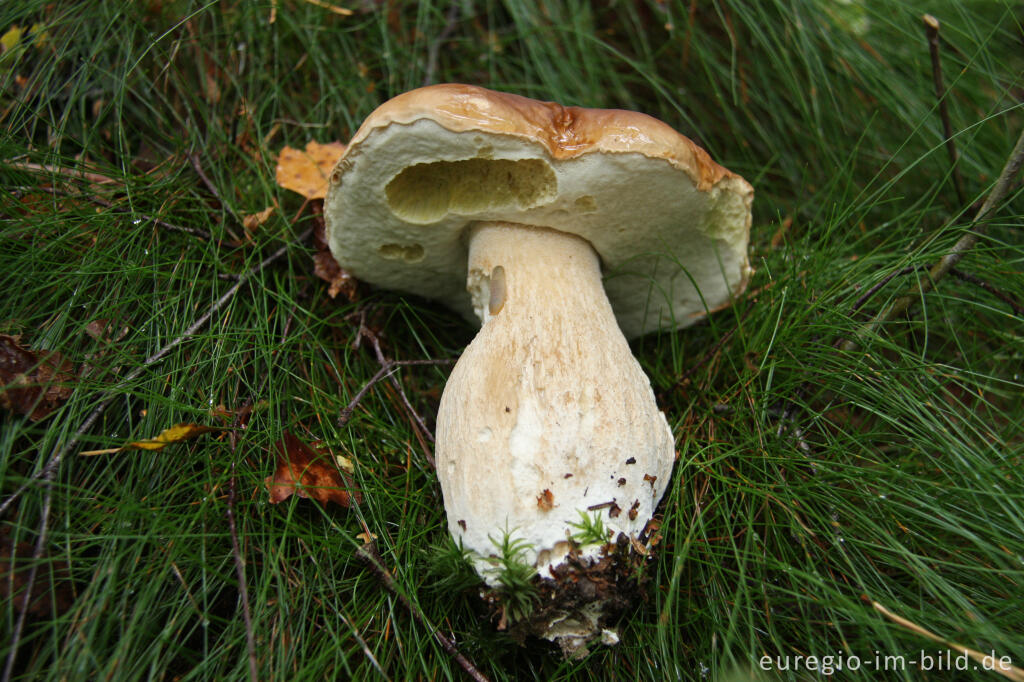 Detailansicht von Steinpilz, Boletus edulis