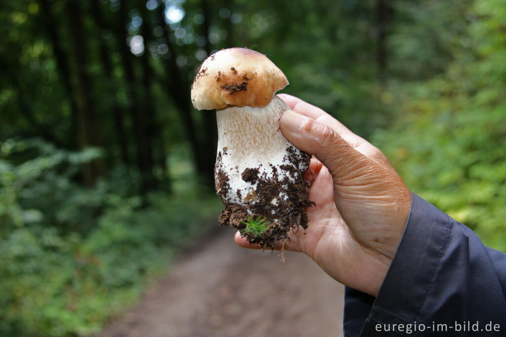 Steinpilz, Boletus edulis