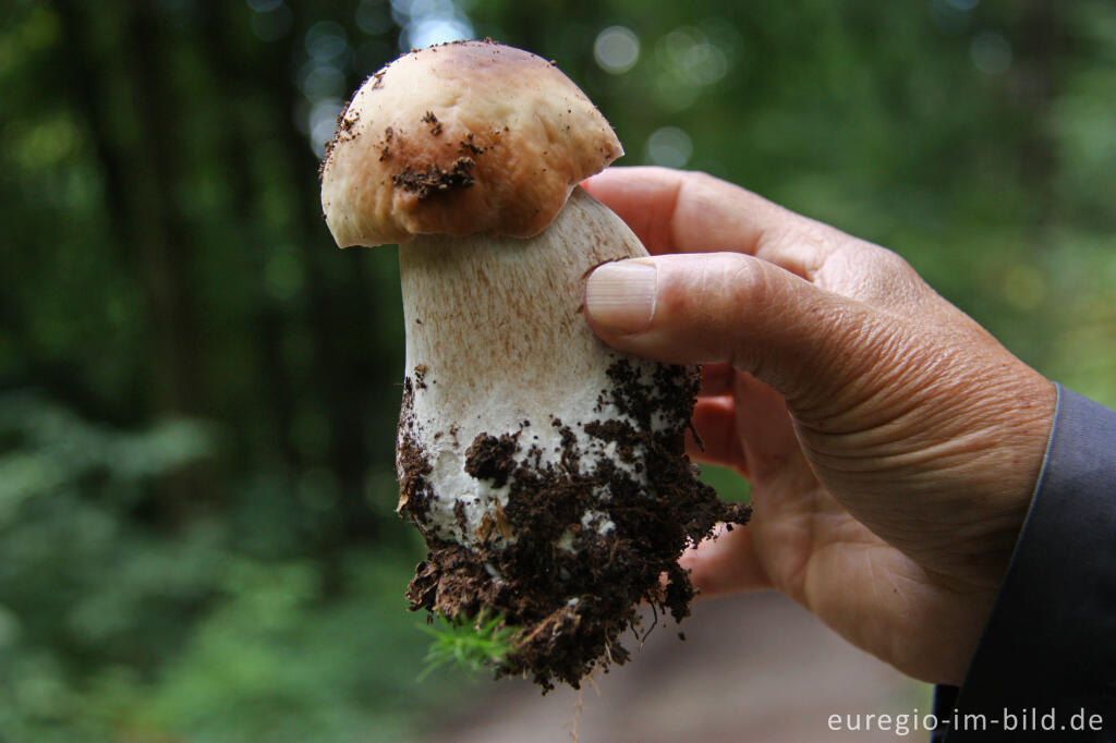 Detailansicht von Steinpilz, Boletus edulis