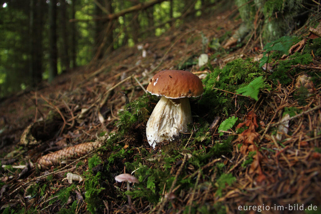 Detailansicht von Steinpilz, Boletus edulis