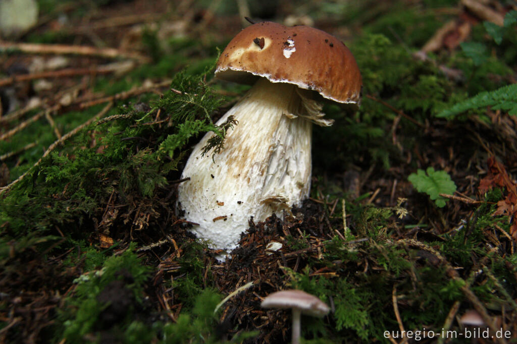 Detailansicht von Steinpilz, Boletus edulis