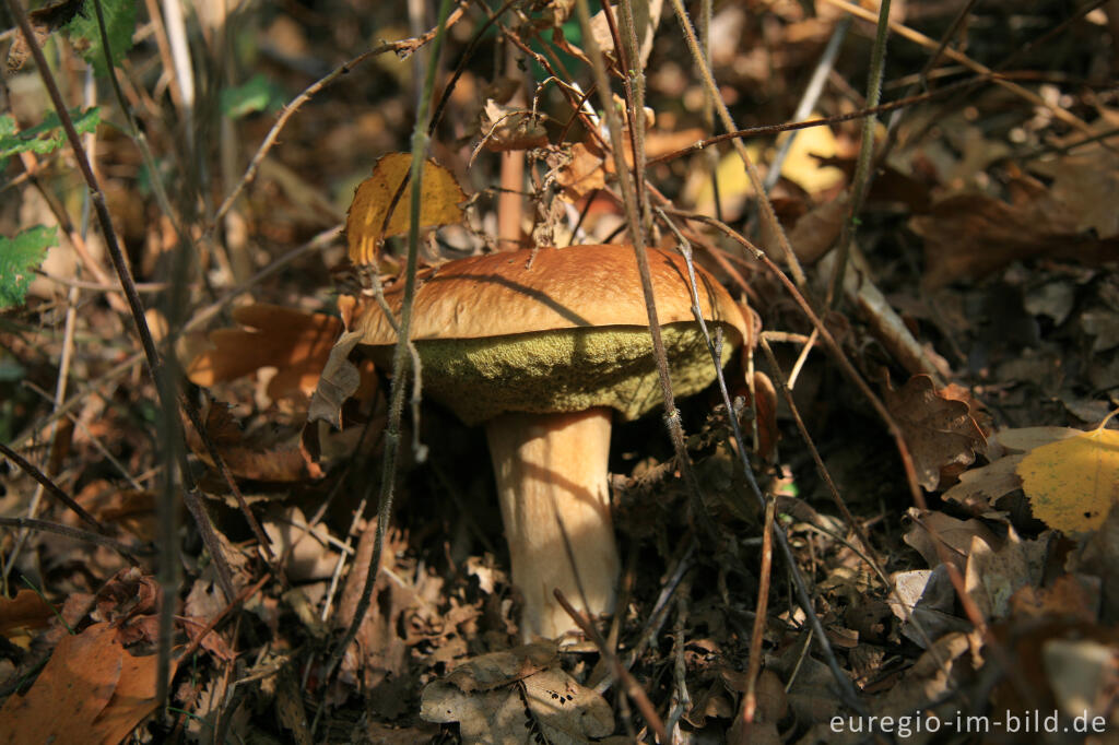 Detailansicht von Steinpilz, Boletus edulis