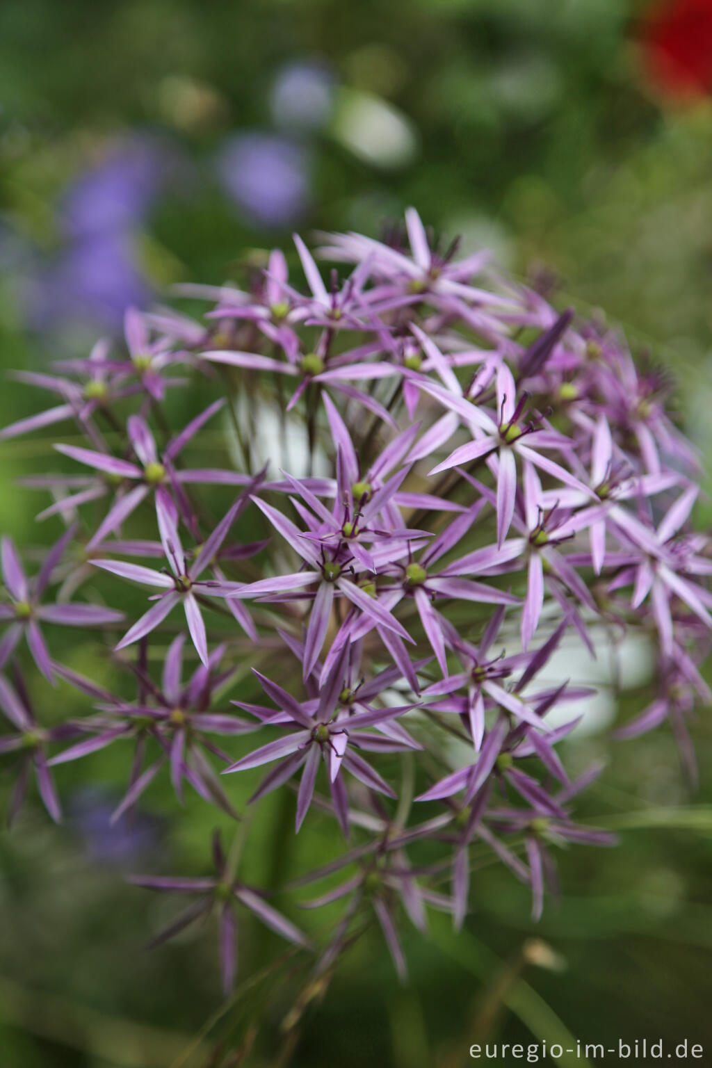 Detailansicht von Sternkugel-Lauch (Allium cristophii)