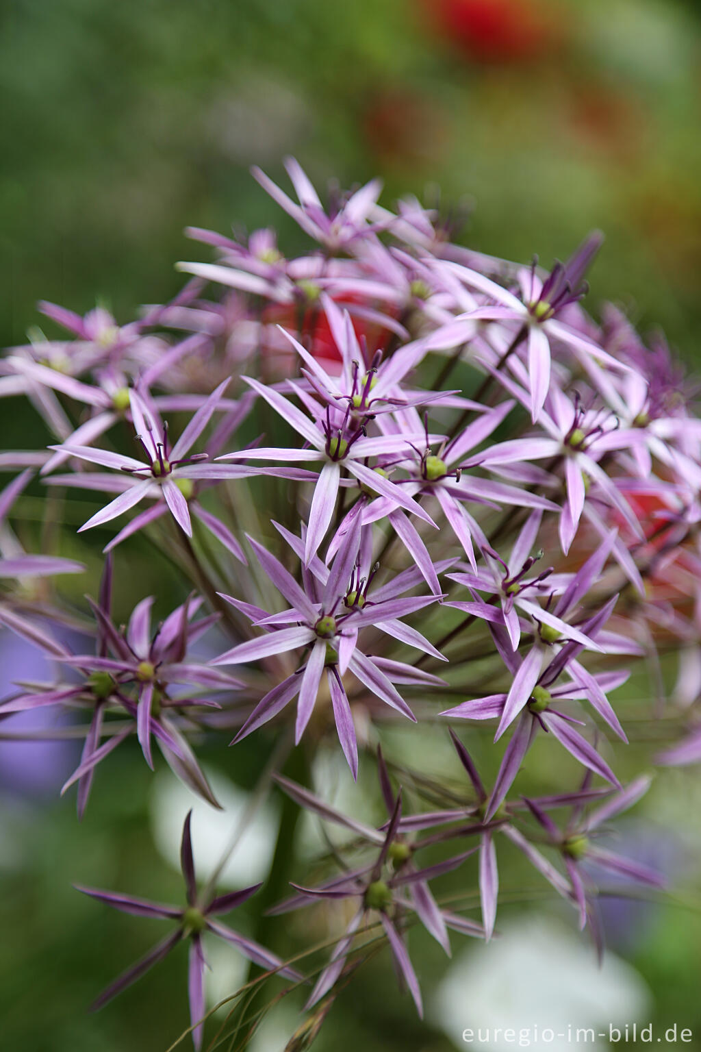 Detailansicht von Sternkugel-Lauch (Allium cristophii)