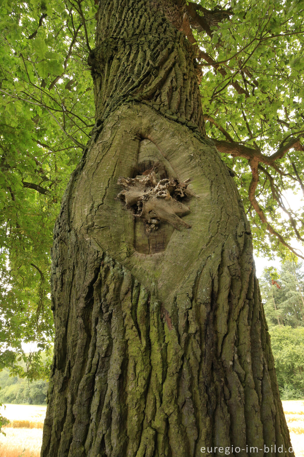 Detailansicht von Stieleiche, Baumallee von Bassenheim zum Karmelenberg