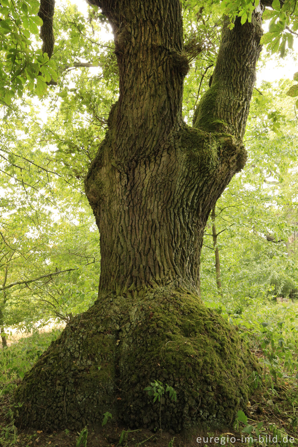 Detailansicht von Stieleiche, Baumallee von Bassenheim zum Karmelenberg