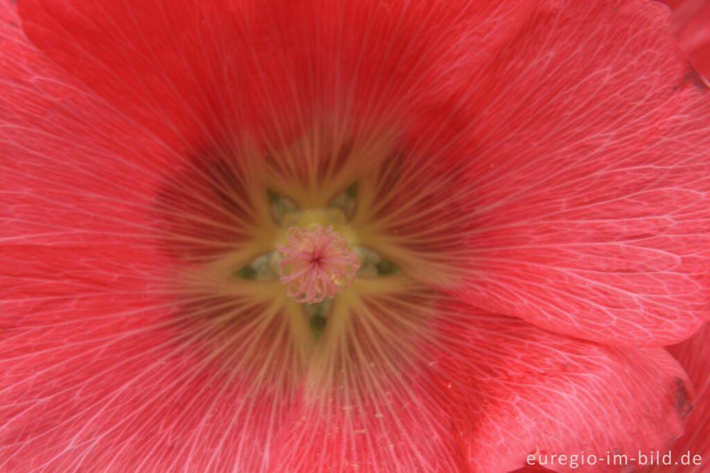 Detailansicht von Stockrose, Alcea rosea