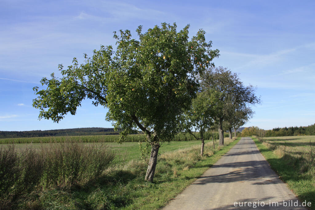 Detailansicht von Straßenobst bei Großlittgen (Eifel)